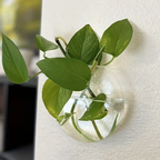 Plantes Murales En Verre Borosilicate Pour Petites Plantes | Vase En Verre Suspendue Pour Décoration Murale | Présentation De Plantes Intérieures