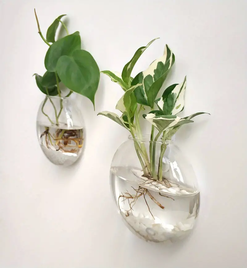 Plantes Murales En Verre Borosilicate Pour Petites Plantes | Vase En Verre Suspendue Pour Décoration Murale | Présentation De Plantes Intérieures
