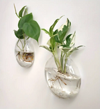 Plantes Murales En Verre Borosilicate Pour Petites Plantes | Vase En Verre Suspendue Pour Décoration Murale | Présentation De Plantes Intérieures