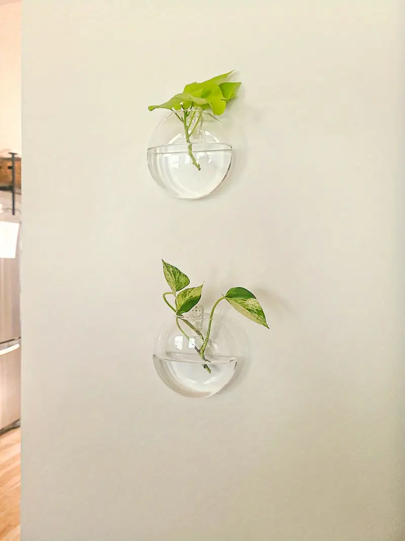 Plantes Murales En Verre Borosilicate Pour Petites Plantes | Vase En Verre Suspendue Pour Décoration Murale | Présentation De Plantes Intérieures