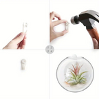 Plantes Murales En Verre Borosilicate Pour Petites Plantes | Vase En Verre Suspendue Pour Décoration Murale | Présentation De Plantes Intérieures