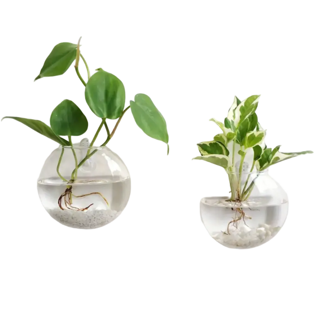 Plantes Murales En Verre Borosilicate Pour Petites Plantes | Vase En Verre Suspendue Pour Décoration Murale | Présentation De Plantes Intérieures