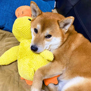 Jouet Canard en Peluche pour Chien - Sifflet Intégré pour Jeu Interactif