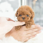 Chiot Interactif - Fonctions de Mouvement et de Son pour Jeu en Intérieur